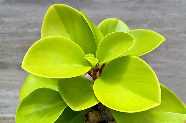 Peperomia obtusifolia