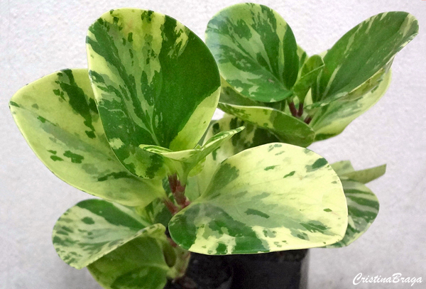 Peperomia obtusifolia