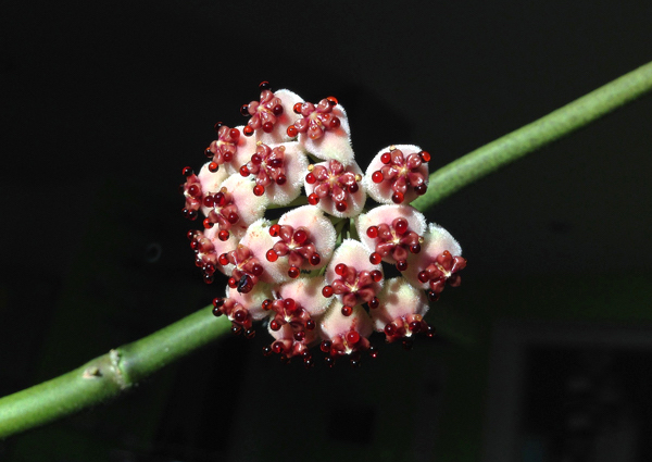 Planta coração - Hoya Kerrii