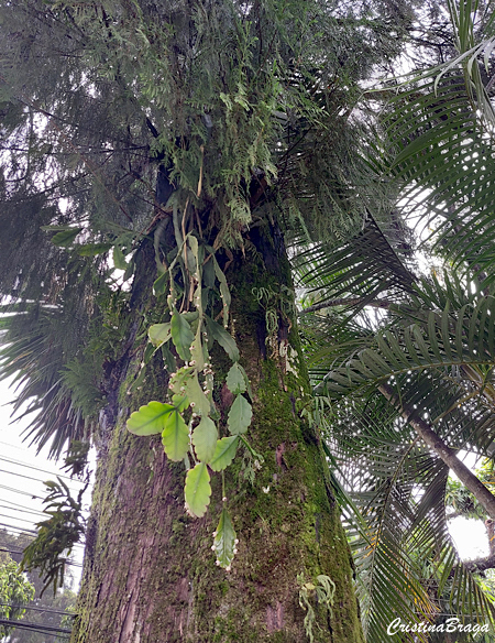 Rhipsalis crispata