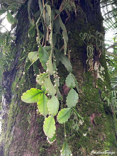 Rhipsalis crispata