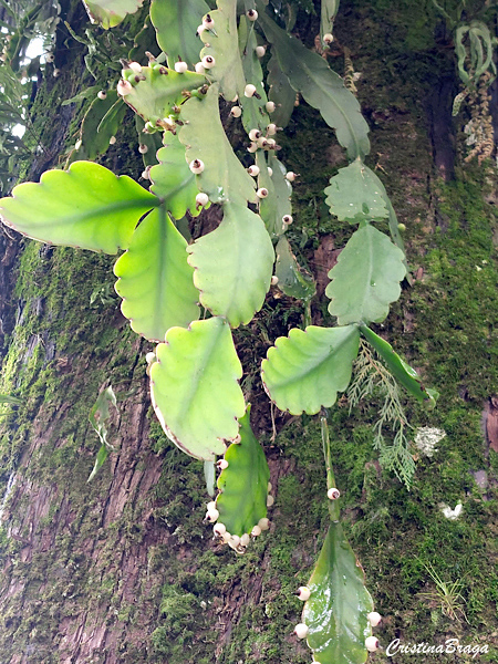 Rhipsalis crispata