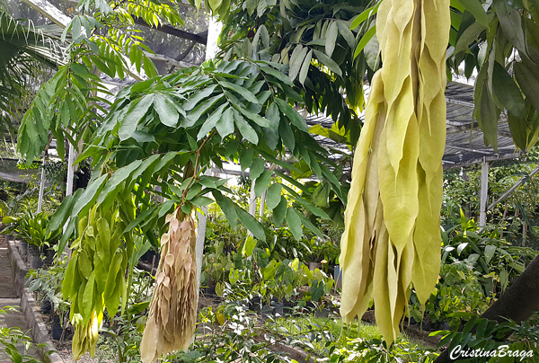 Rosa da Montanha - Brownea grandiceps