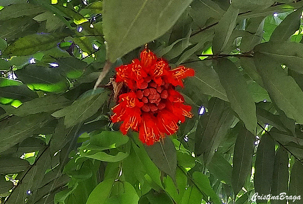 Rosa da Montanha - Brownea grandiceps