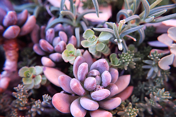 Seixos de lavanda - Graptopetalum amethystinum