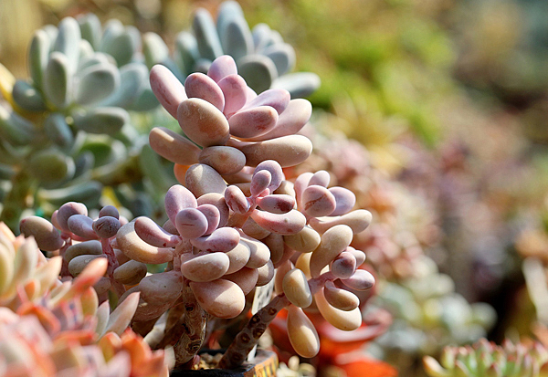 Seixos de lavanda - Graptopetalum amethystinum