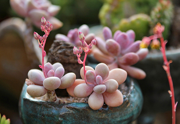 Seixos de lavanda - Graptopetalum amethystinum