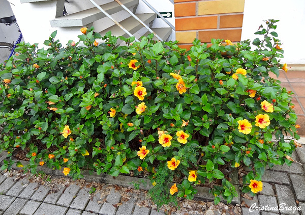 Hibisco Petit Laranja