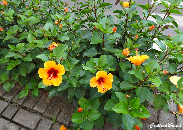 Hibisco Petit Laranja