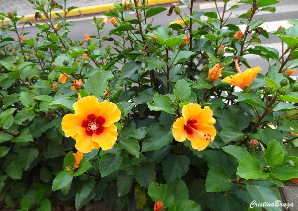 Hibisco Petit Laranja