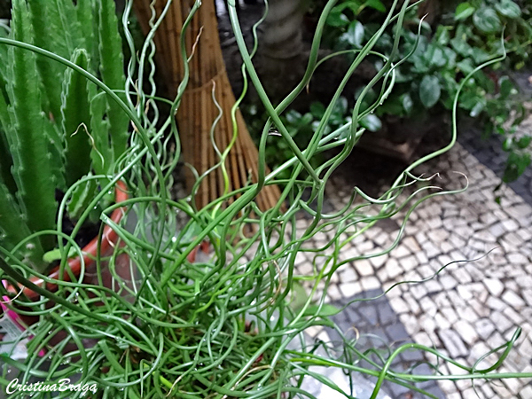 Juncus Spiralis