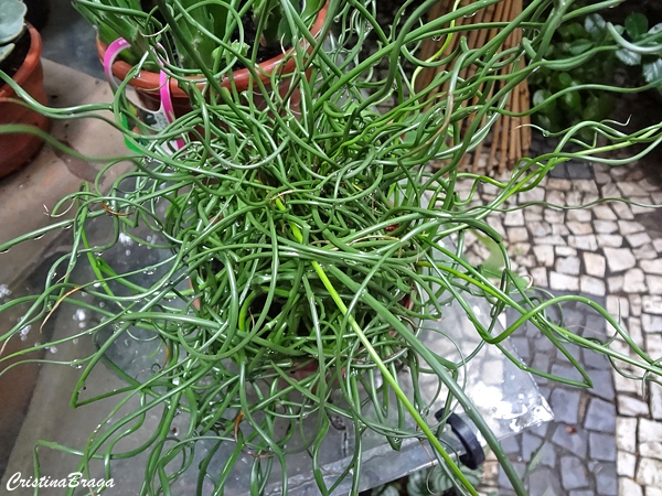 Juncus Spiralis