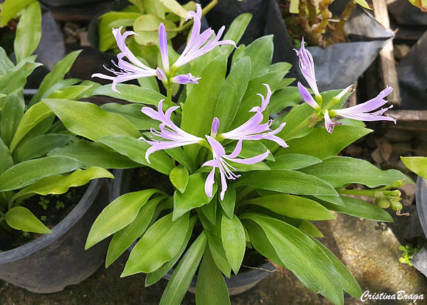 Grifínia - Griffinia liboniana