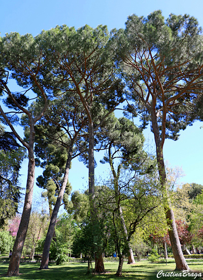 Pinheiro manso - Pinus pinea