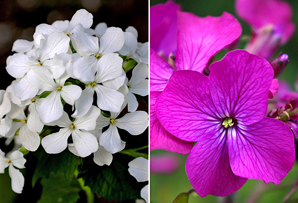 Dolar de prata - Lunaria annua