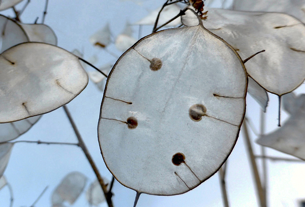 Dolar de prata - Lunaria annua