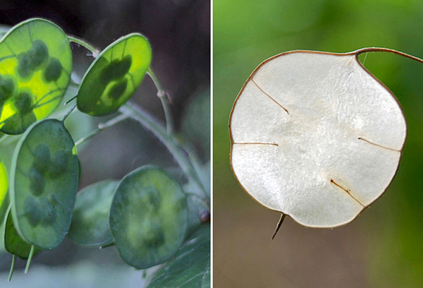 Dolar de prata - Lunaria annua