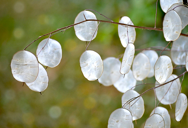 Dolar de prata - Lunaria annua