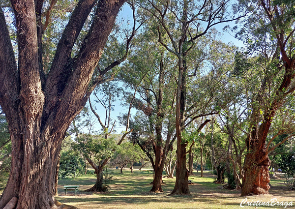 Parque
