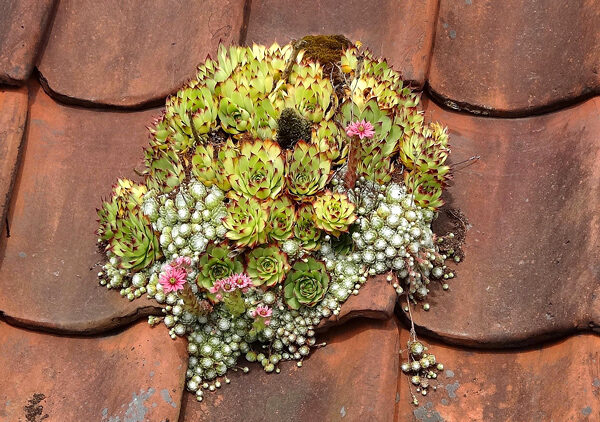 Sempervivum arachnoideum