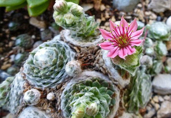 Sempervivum arachnoideum