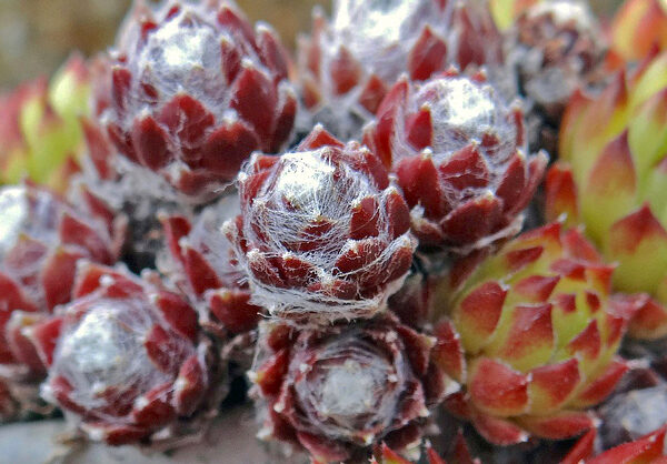 Sempervivum arachnoideum