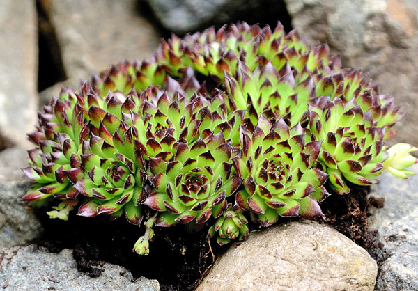 Sempervivum tectorum