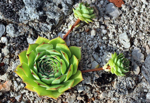 Sempervivum tectorum