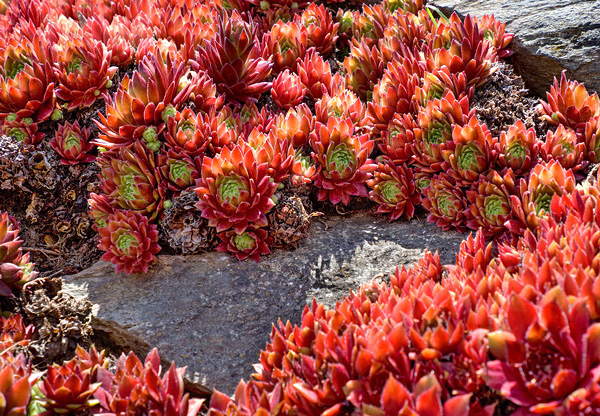 Sempervivum tectorum
