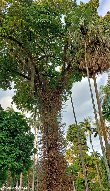 Abricó de macaco - Couroupita guianensis