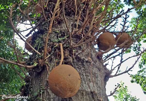 Abricó de macaco - Couroupita guianensis