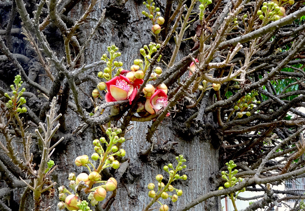 Abricó de macaco - Couroupita guianensis