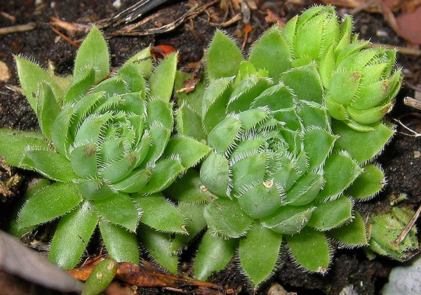 Jovibarba