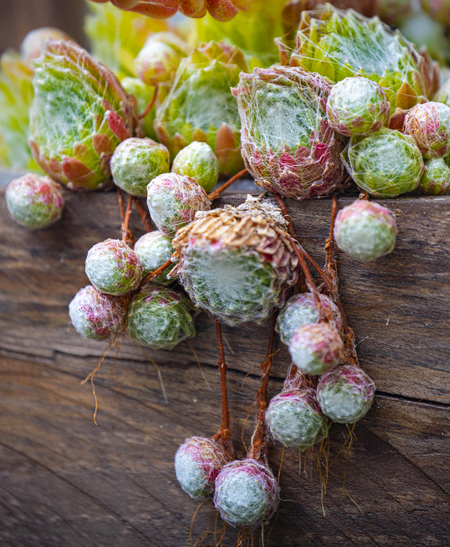 Sempervivum arachnoideum