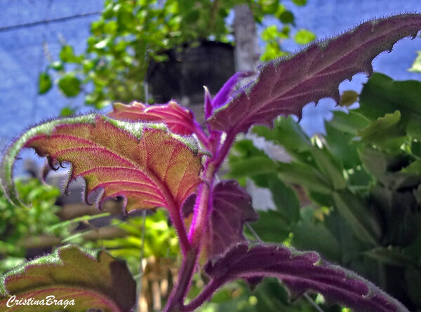 Veludo roxo - Gynura aurantiaca