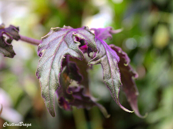 Veludo roxo - Gynura aurantiaca