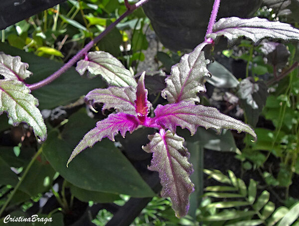 Veludo roxo - Gynura aurantiaca