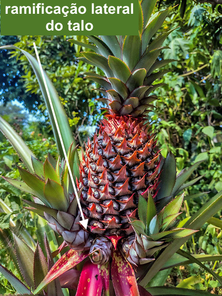 Abacaxi - Ananas comosus