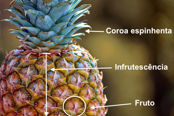 Abacaxi - Ananas comosus