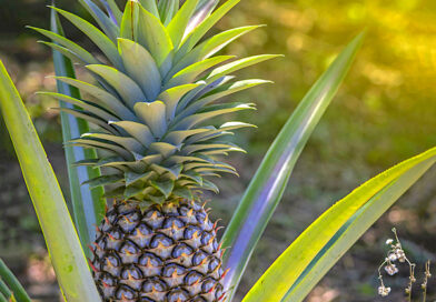 Abacaxi – Ananas comosus