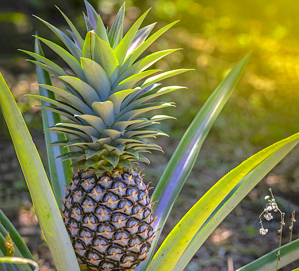 Abacaxi - Ananas comosus
