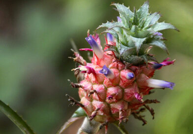 Abacaxi ornamental – Ananas bracteatus