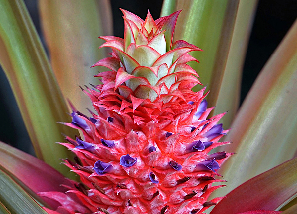 Abacaxi ornamental - Ananas bracteatus