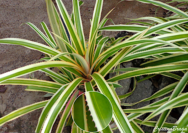 Abacaxi ornamental - Ananas bracteatus