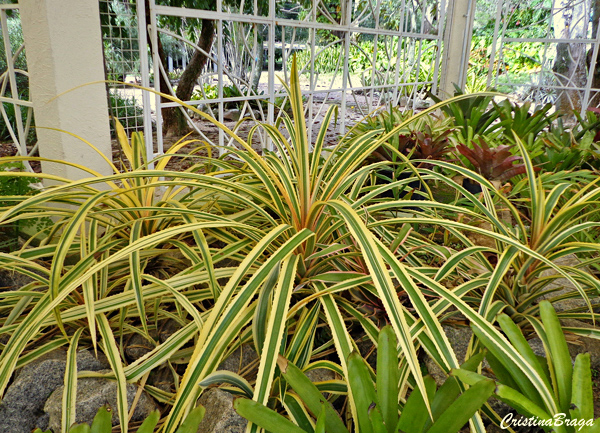 Abacaxi ornamental