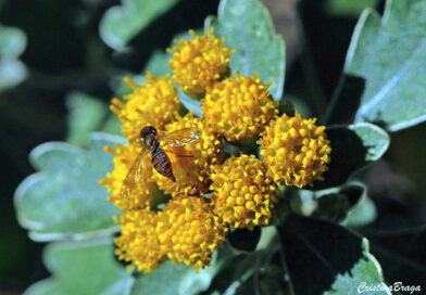 Ajania – Ajania pacifica