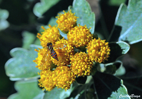Ajania pacifica