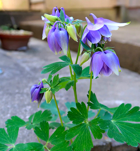 Aquilegia