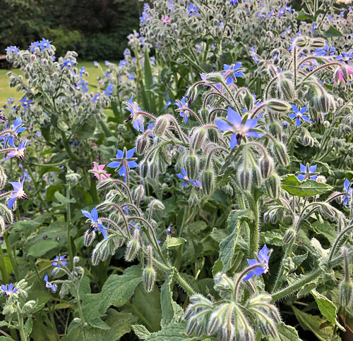 Borragem - Borago officinalis
