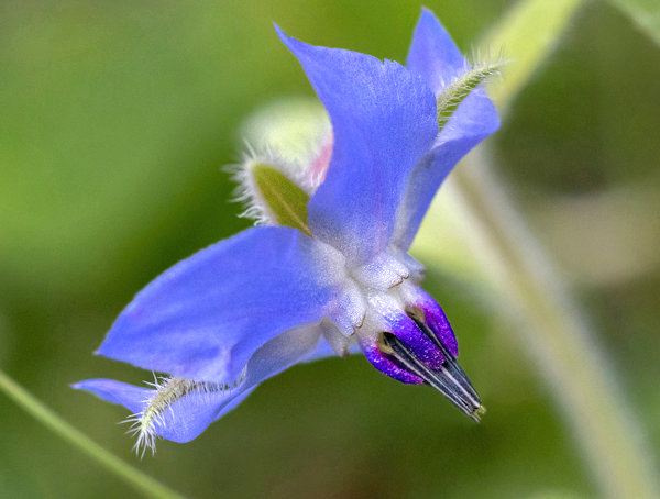 Borragem - Borago officinalis